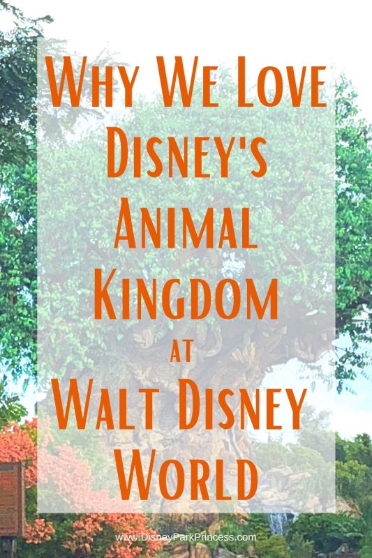 Disney's Animal Kingdom is an incredible mix of Disney details and amazing experiences. Learn why we love this park so much! #disneyworld #disneysanimalkingdom #disneytips #whywelove #travel