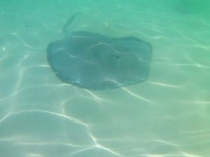 stingray castaway cay