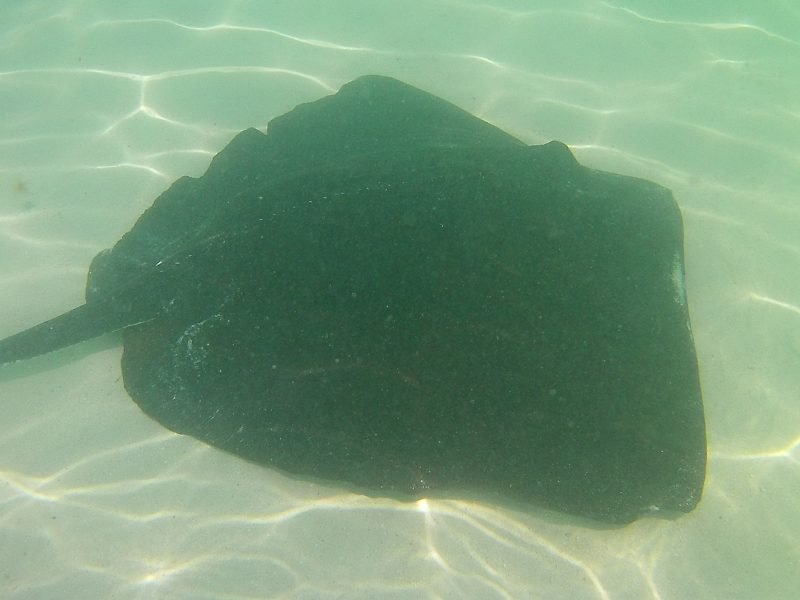 stingray castaway cay