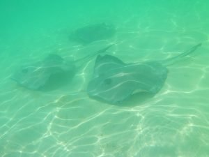 stingray castaway cay