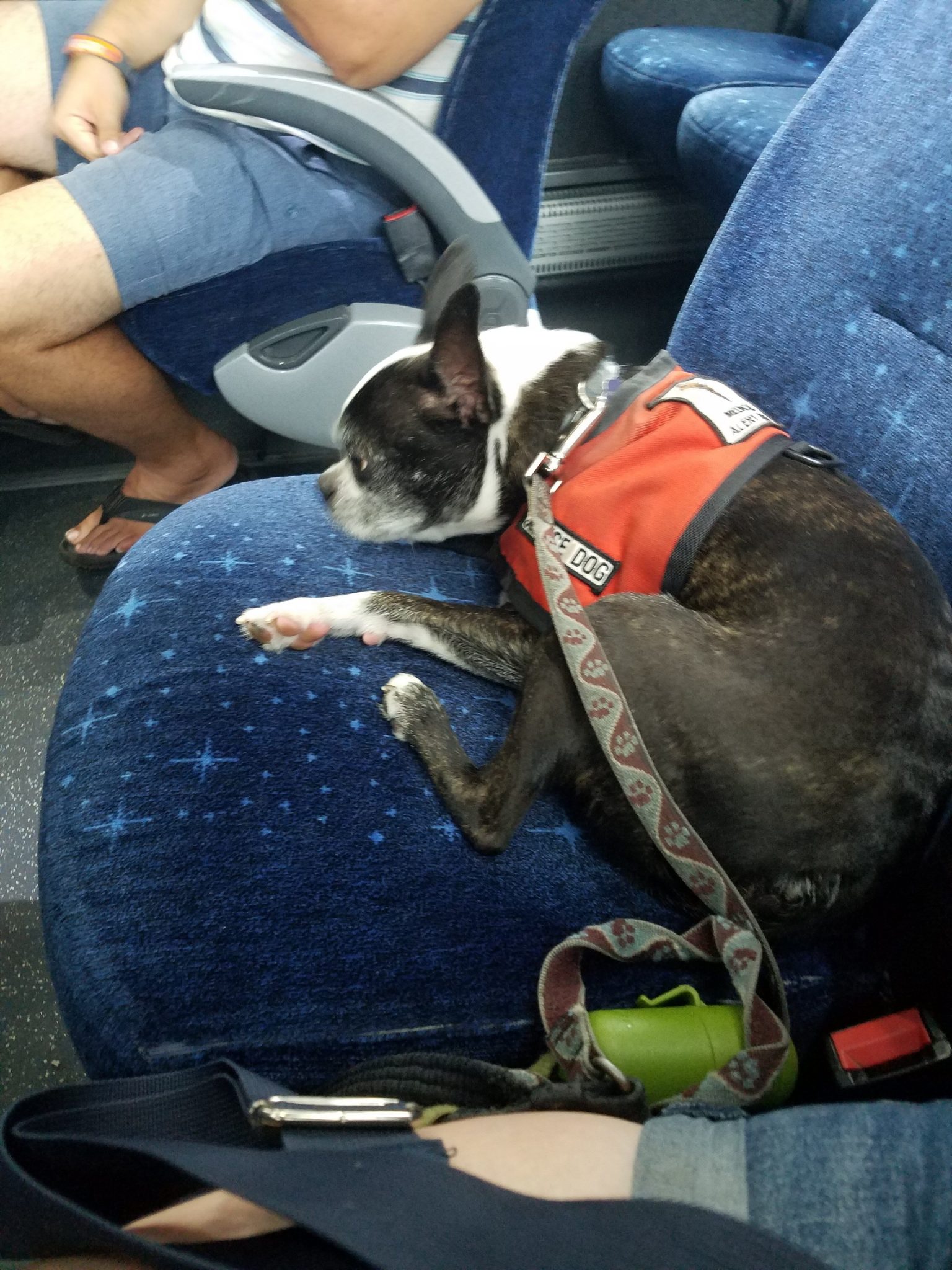 Pet Friendly Walt Disney World Disney Park Princess