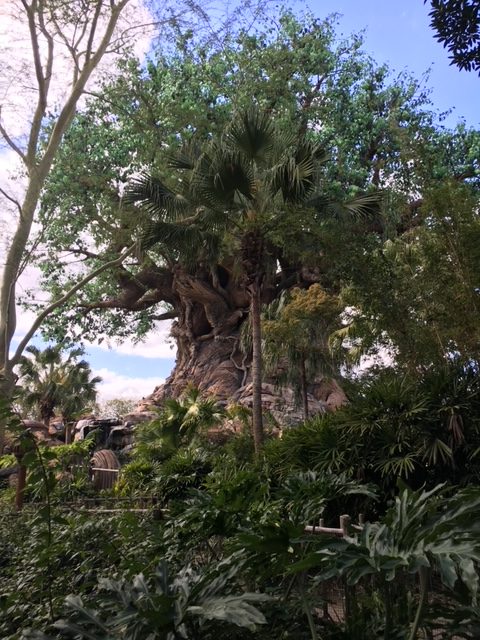 Walt Disney World Disney's Animal Kingdom Tree of Life attractions I skip