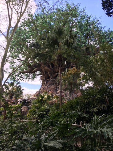 Walt Disney World Disney's Animal Kingdom Tree of Life attractions I skip