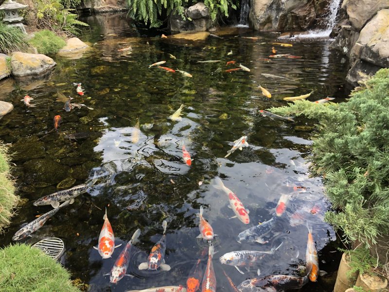 koi hidden gems