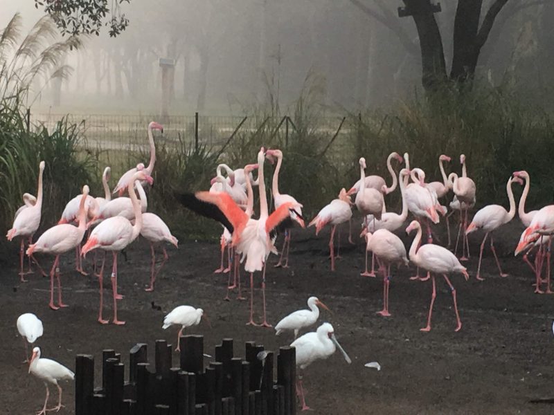 flamingos